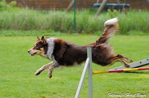 Amarok_Wiental_20160505_1