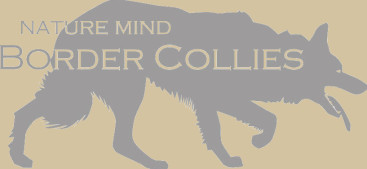 Zuchtstätte Nature Mind Border Collies