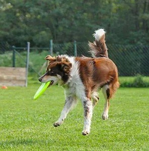 Anteros Frisbee