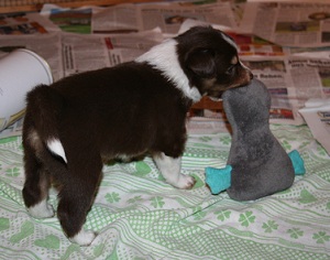 Atanua mit Kuschelente