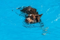 Atanua Pool