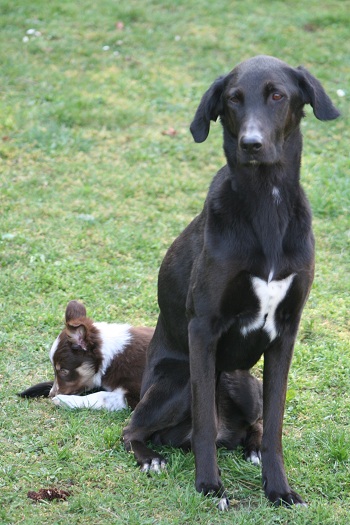 Luna´s 8. Geburtstag
