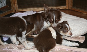 Sienna und die Welpies
