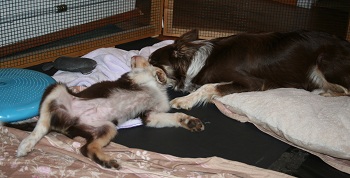 Sienna und die Welpies2