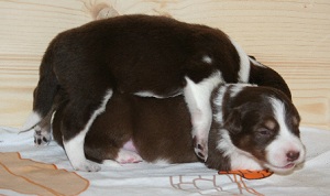 Welpen spielen