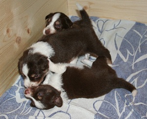 Welpen spielen2